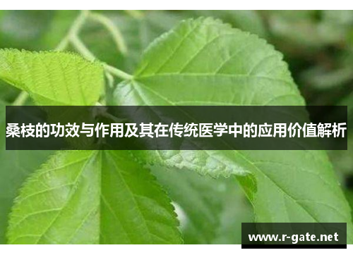 桑枝的功效与作用及其在传统医学中的应用价值解析