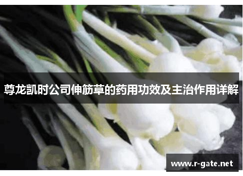 尊龙凯时公司伸筋草的药用功效及主治作用详解